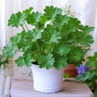 Pelargonium Graveolens 'Dr. Westerlund' GERANIUM Pachnące ANGINKA Lecznicza