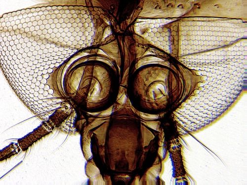 Mikroskop dla dziecka Delta Optical Biolight 300 na Arena.pl