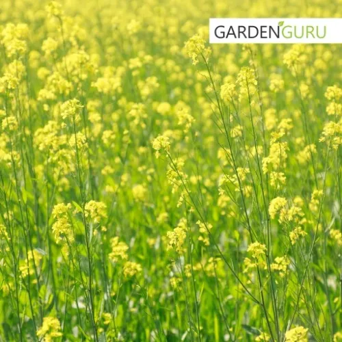 GORCZYCA biała na poplon nasiona MIODODAJNA 25kg na Arena.pl