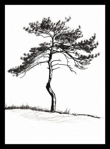 Plakat 20,5x28,4cm Samotna Sosna na Arena.pl