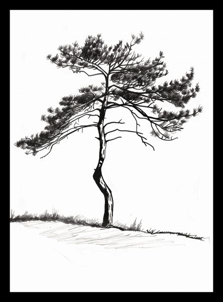 Plakat 20,5x28,4cm Samotna Sosna zdjęcie 2