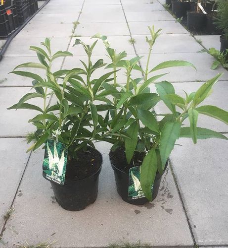 Budleja Dawida White Profusion C2 E na Arena.pl