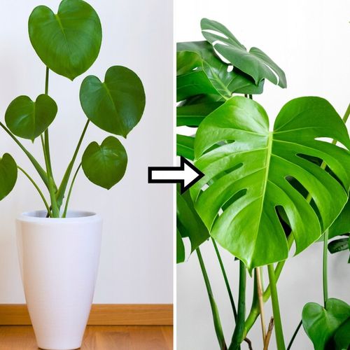 Podłoże MIX - Ziemia - Do Roślin ZIELONYCH PREMIUM Mieszanka Green na Arena.pl