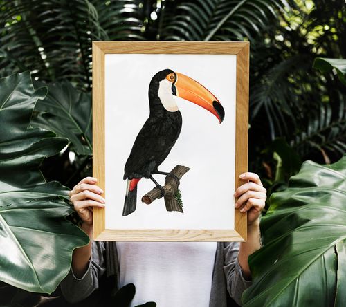 Plakat tukan ptak vintage 21x29,7 cm A4 na Arena.pl