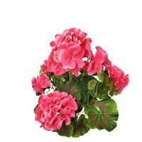 Bukiet pelargonia '2