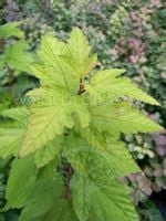 Pęcherznica kalinolistna Luteus żywopłot szpaler