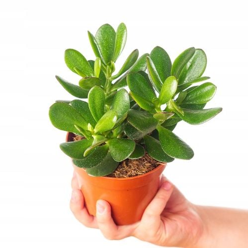 CRASSULA OVATA grubosz jajowaty drzewko szczęścia sukulent rozmiar L na Arena.pl