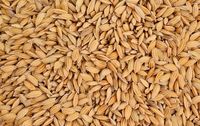 Ryż paddy dla gołębi ptaków gryzoni 1kg