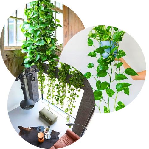 Epipremnum Aureum ZŁOCISTE Przebarwienia PNĄCZE Łatwa Uprawa Sercowate na Arena.pl