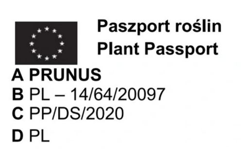 DRZEWKA OWOCOWE Pakiet 6 sztuk mix odmian na Arena.pl