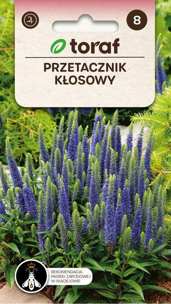 Przetacznik kłosowy zdjęcie 1