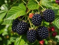 Jeżyna bezkolcowa Juhas PBR powtarzająca Rubus fruticosus sadzonka