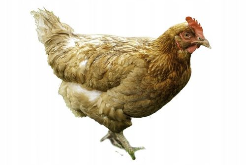 Pasza, karma dla kur KURKA NATURKA PROMOCJA 26.5KG + 1.5KG NUTRENA na Arena.pl