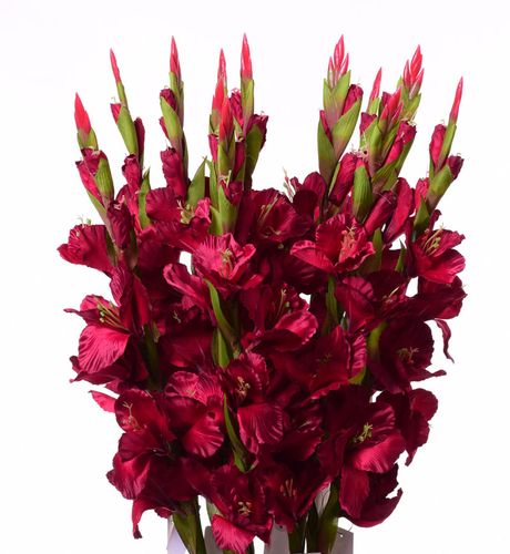 Mieczyk burgund 84cm na Arena.pl