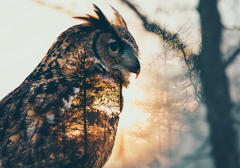 Plakat 66,5x46,5cm Sowi Duch zdjęcie 1