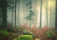 Fototapeta 3D las we mgle drzewa na wymiar FLIZ