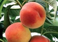 product-compare-61065937