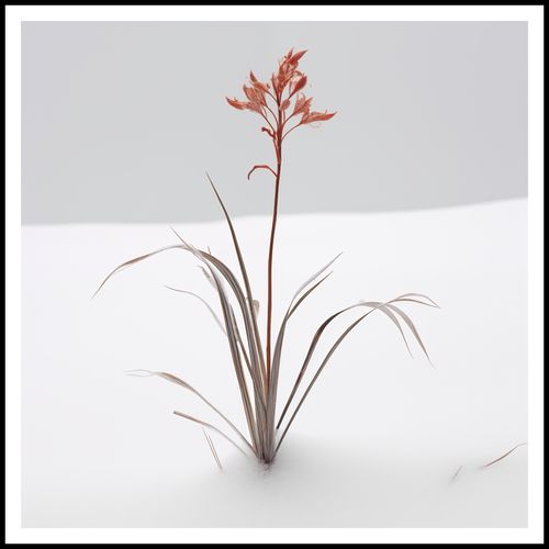 Plakat 100x100cm Subtelność Natury na Arena.pl