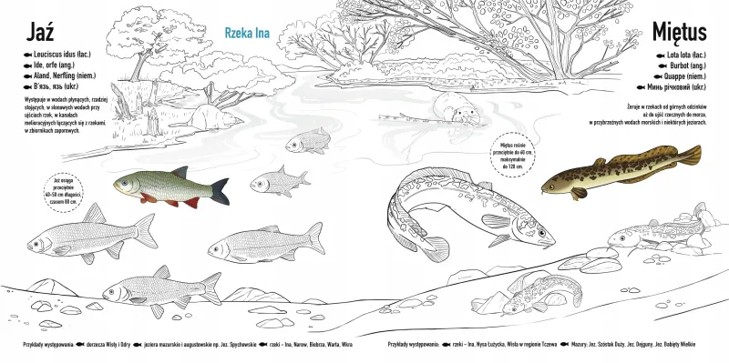 Ryby słodkowodne Polski zdjęcie 2