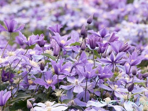 Powojnik Clematis Arabella C2 E na Arena.pl