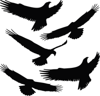 NAKLEJKI ODSTRASZAJĄCE PTAKI na szybę 5 szt. DUŻE 35cm