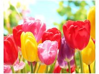 40X50CM ŻÓŁTY TULIPAN OBRAZ