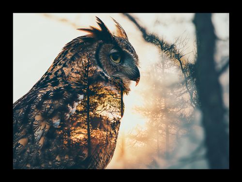 Plakat 18x13cm Sowi Duch na Arena.pl