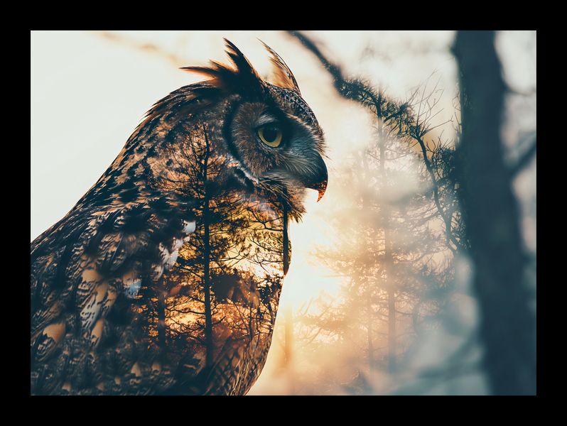 Plakat 18x13cm Sowi Duch zdjęcie 2