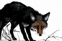 Plakat 30x20cm Nieufny Lis