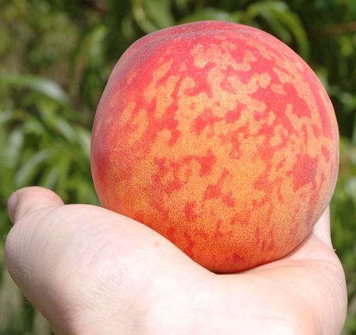 Nawóz Mikoryza Drzewa i Krzewy Owocowe Mycelium na Arena.pl