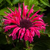 Pysznogłówka ogrodowa  Bee-Merry - Monarda hybrida