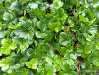 Pragnia syberyjska (Waldsteinia ternata) – złoty dywan ogrodu