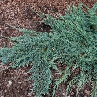 Jałowiec płożący WILTONII Niebieski dywan Zadarniający Na skarpy P9