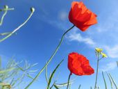 Maki - plakat premium 42x29,7 cm