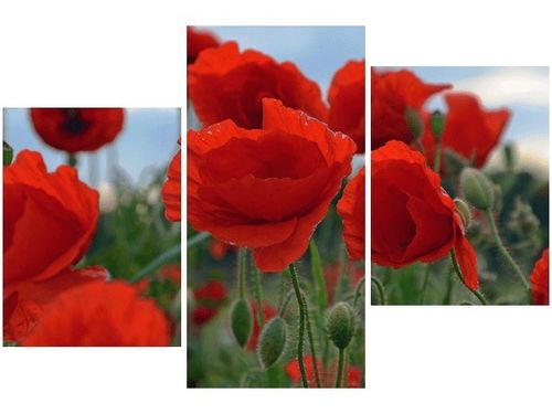 60 90CM OBRAZ 3 ELEM MAKI DUNCAN ŚCIENNY DRUK PŁÓTNO na Arena.pl