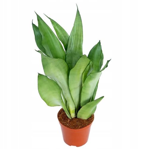 Sansevieria'Moonshine' KSIĘŻYCOWA PIĘKNOŚĆ Sansewieria Wytrzymały na Arena.pl