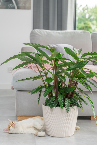 Doniczka okrągła Mika 27 z podstawką | Platyna na Arena.pl