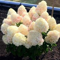 Hortensja bukietowa Living Sugar Rush CUKIERKOWA