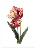 Plakat vintage tulipan kwiat 40x50 cm