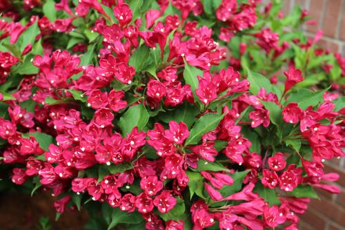 Krzewuszka cudowna 'Red Prince' (Weigela florida) Doniczka 2.0L na Arena.pl