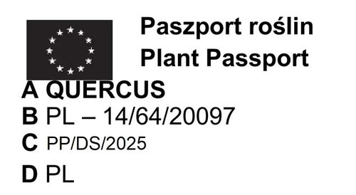 DĄB czerwony - sadzonki 150 / 170 cm na Arena.pl