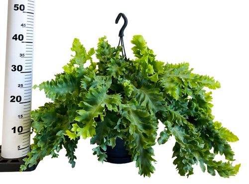 PAPROĆ PHLEBODIUM DAVANA 50cm na Arena.pl