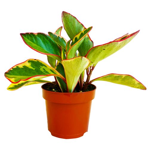 PEPEROMIA GINNY 20cm na Arena.pl