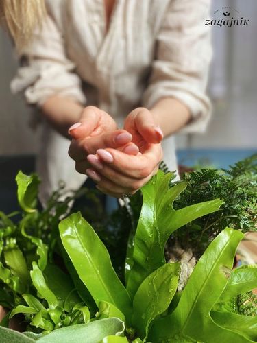 Zamiokulkas prosta w uprawie Zamikulkas 30cm na Arena.pl