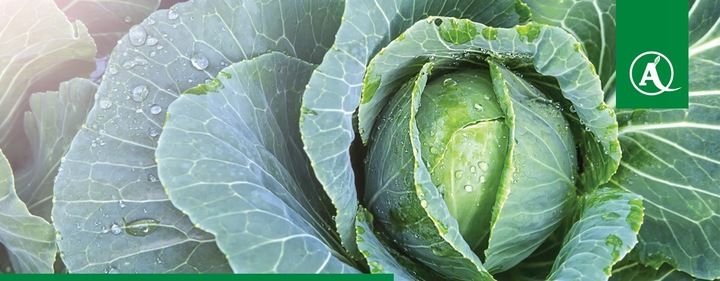 ŚRODEK GRZYBOBÓJCZY OPRYSK SCORPION 325 SC 500ML PARCH ZGNILIZNA PLEŚŃ zdjęcie 12