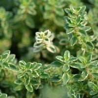 Macierzanka cytrynowa 'Silver Queen'  (Thymus x citriodorus) Pstre Liście