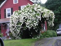 Hortensja bukietowa 'Grandiflora' PIĘKNOŚĆ DO OGRODU Hortensja bukietowa 'Grandiflora' PIĘKNOŚĆ DO OGRODU