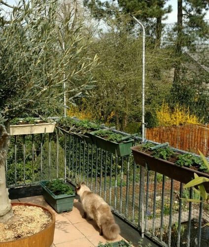 Siatka wzmacniana drucikiem na balkon dla kota 2x2 m na Arena.pl
