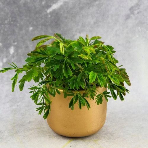 Mimosa Pudica MiMOZA wstydliwa roślinka rozmiar S Bardzo delikatna na Arena.pl