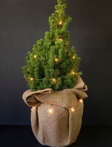 ŚWIERK CONICA ŁADNA CHOINECZKA DO DOMU I OGRODU CAŁOROCZNA SADZONKA W DONIC na Arena.pl